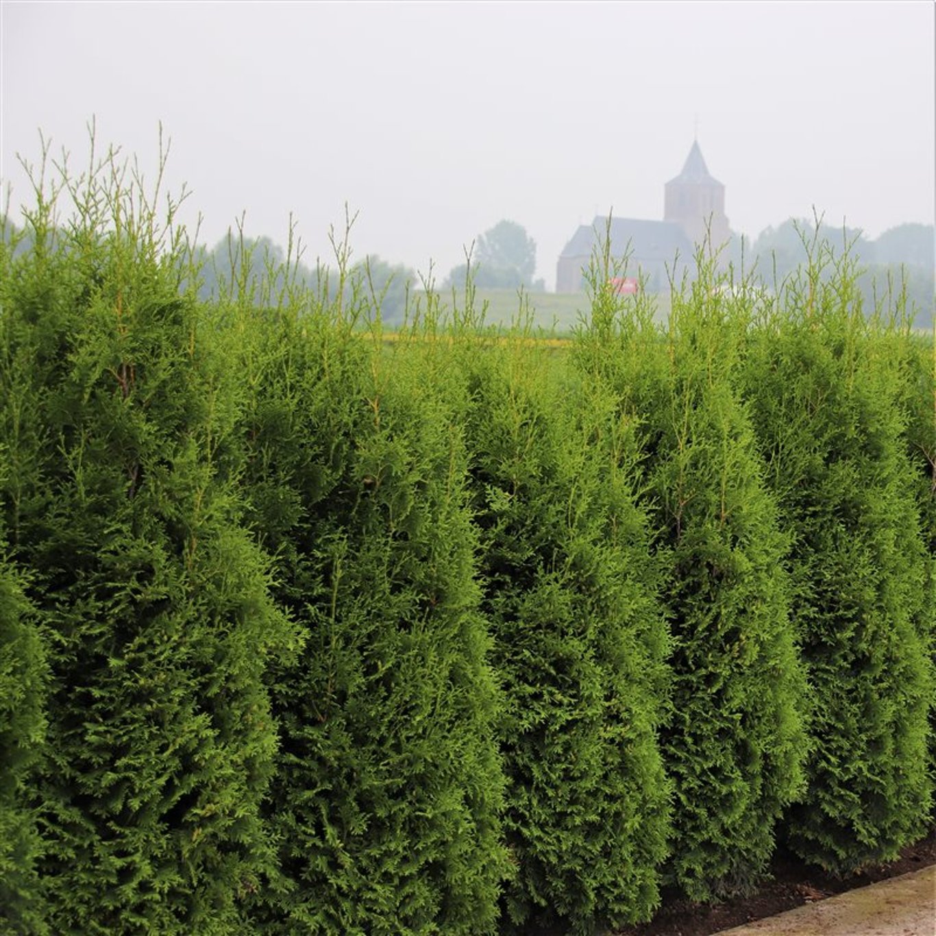 Thuja occ. 'King of Brabant' - C10 150-175 CM